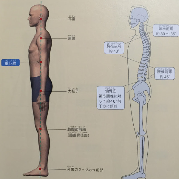 立位姿勢での理想的なアライメント からだ整骨院 有野院